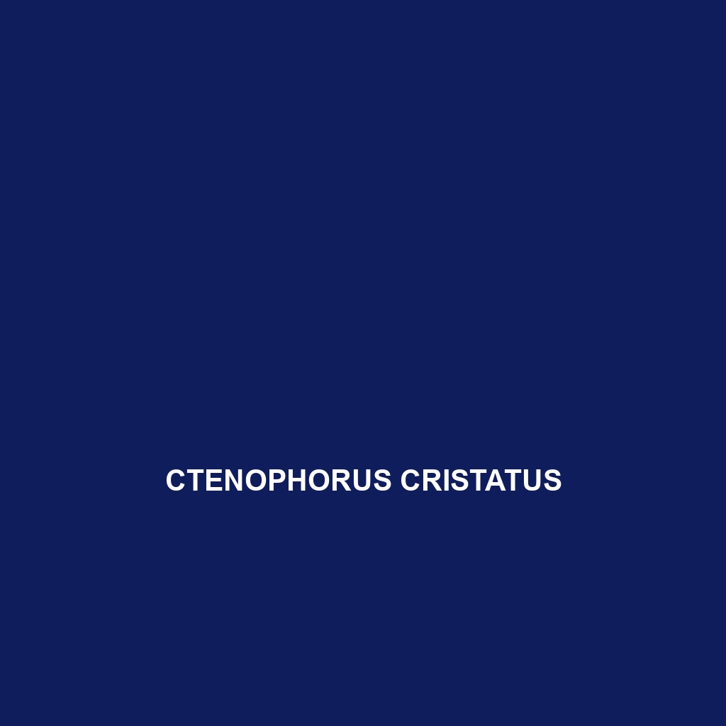 Ctenophorus cristatus