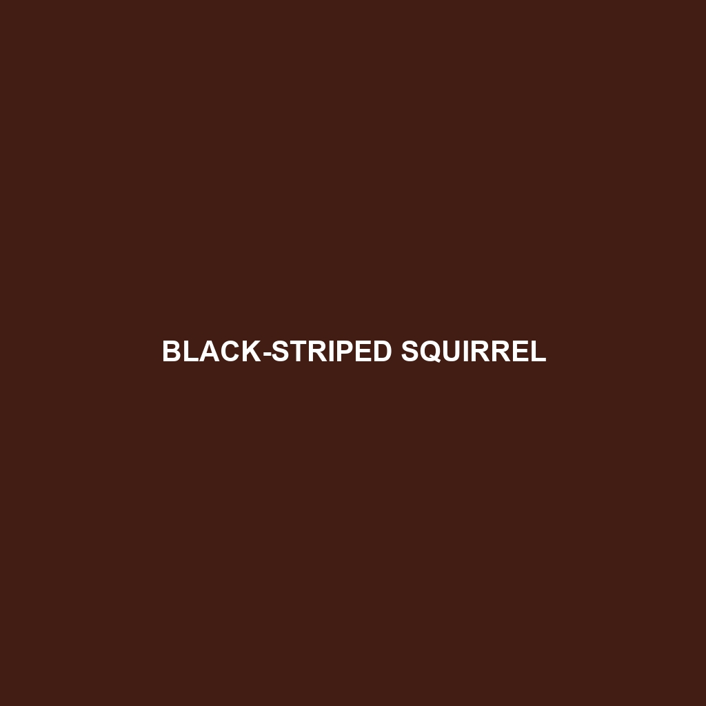 Black-striped Squirrel