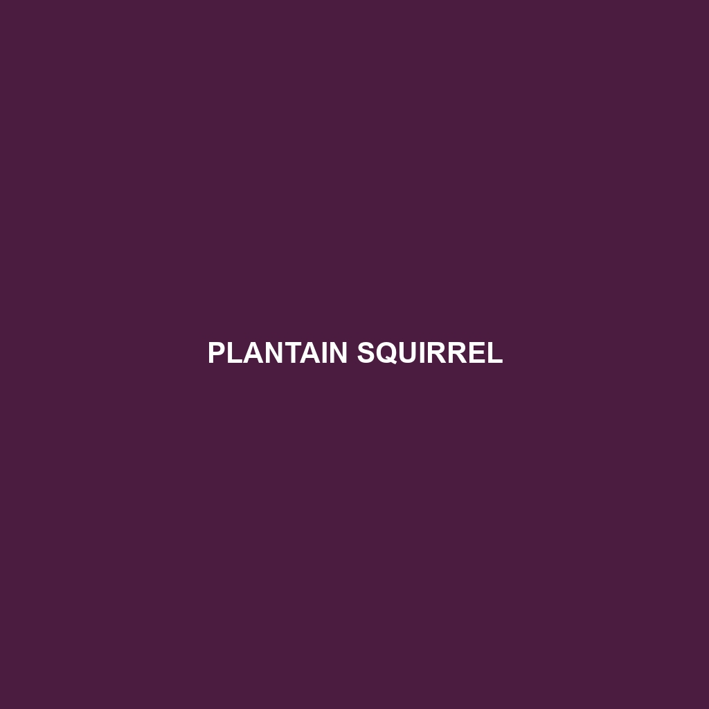 Plantain Squirrel