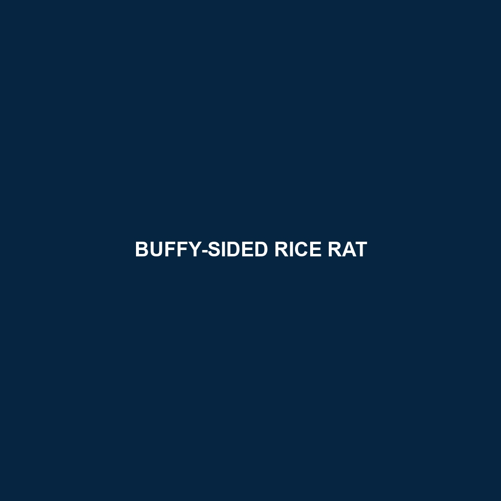 Buffy-sided Rice Rat