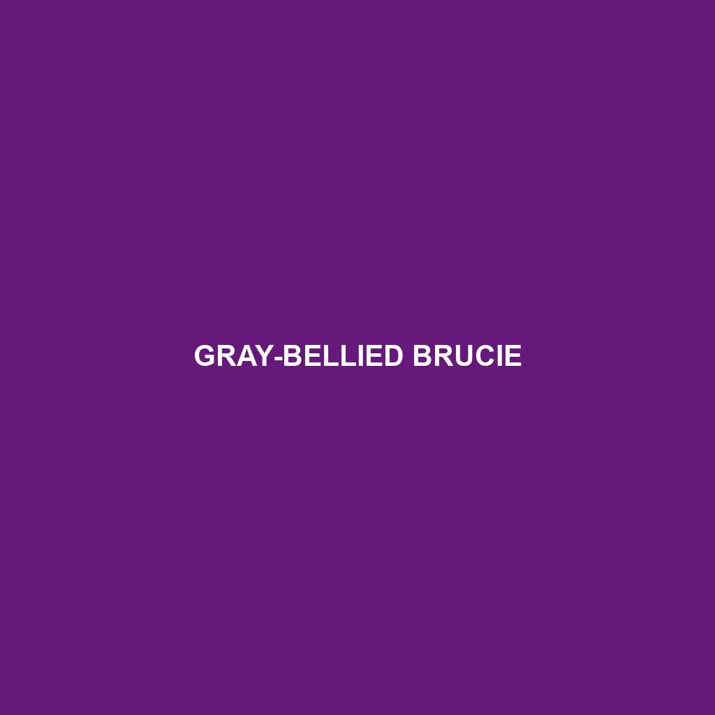 Gray-bellied Brucie