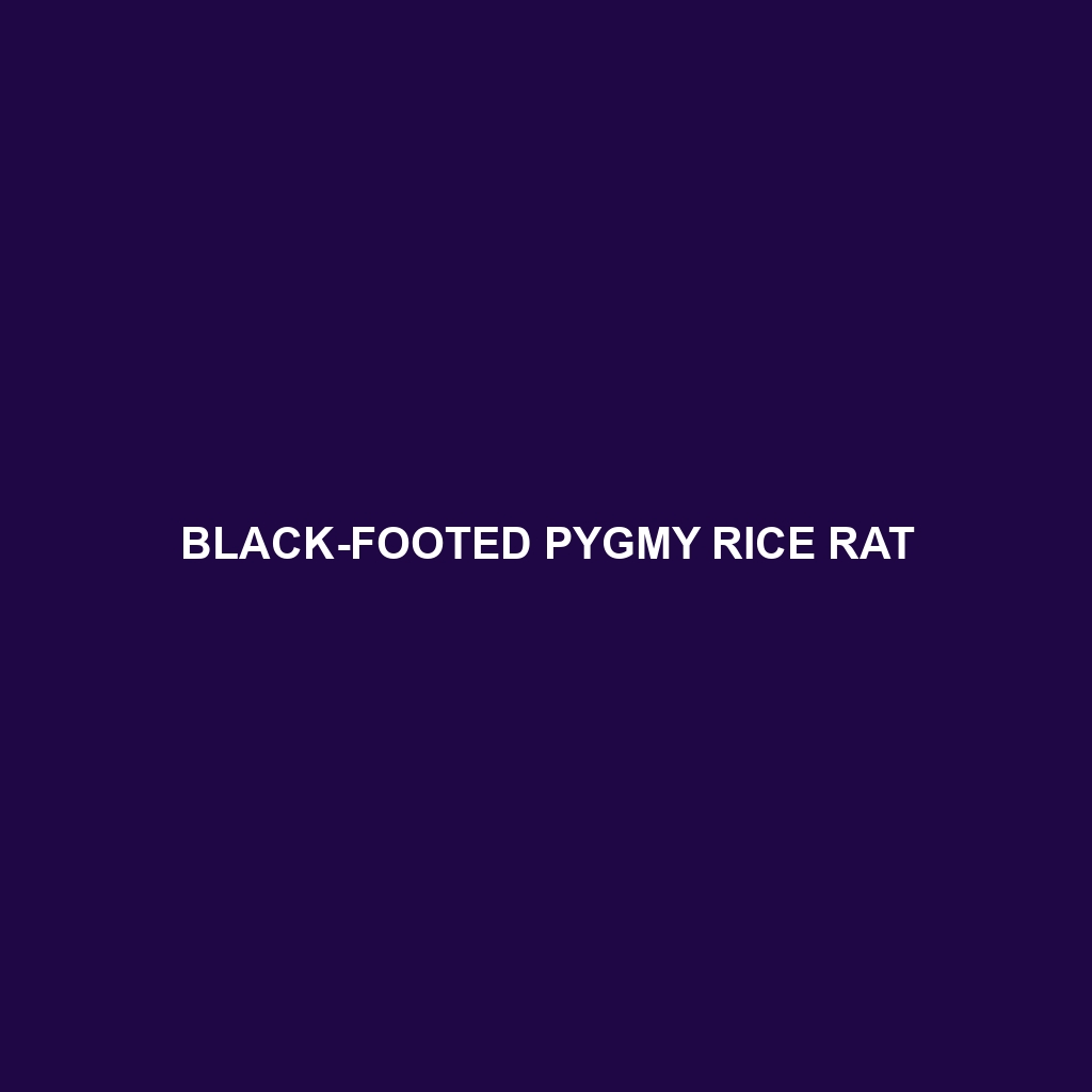 Black-footed Pygmy Rice Rat