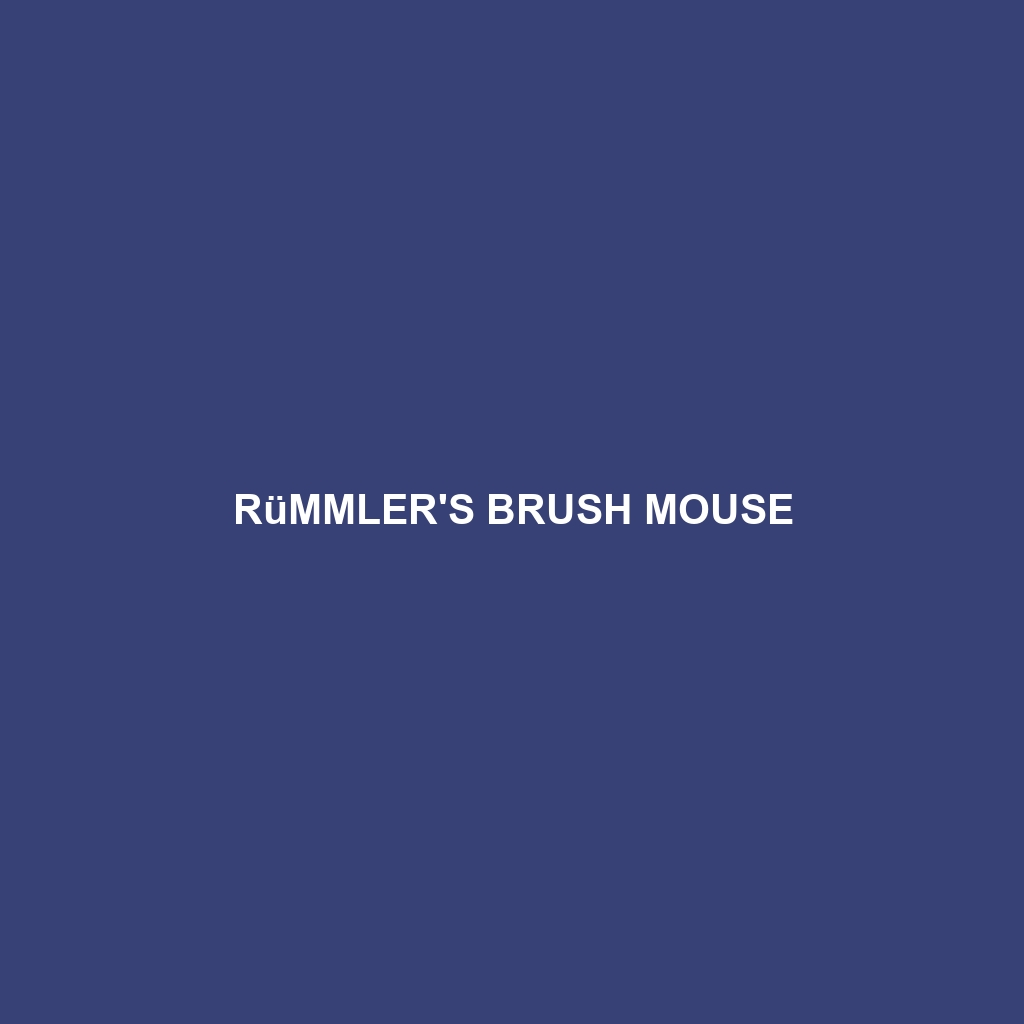 Rümmler's Brush Mouse