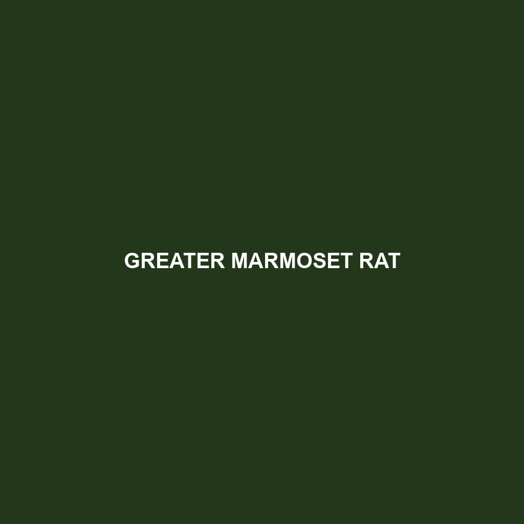 Greater Marmoset Rat