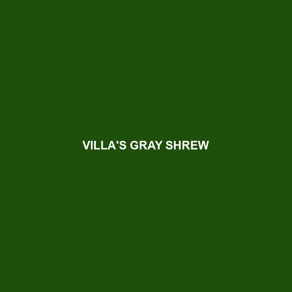 Villa's Gray Shrew