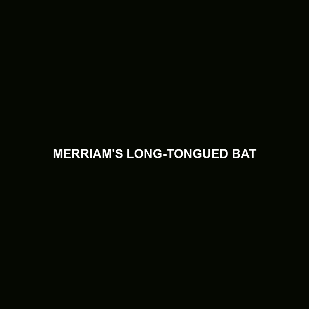 Merriam's Long-tongued Bat