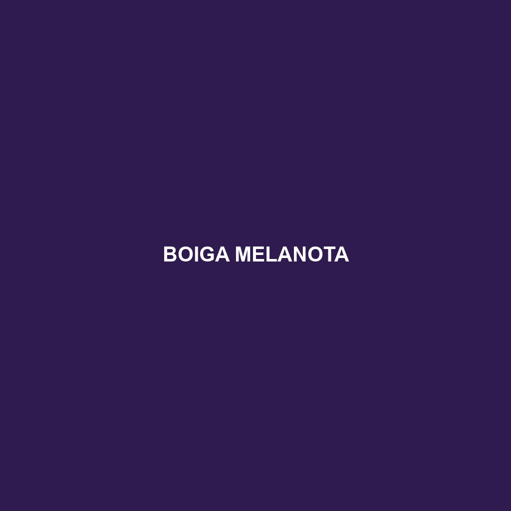 Boiga melanota