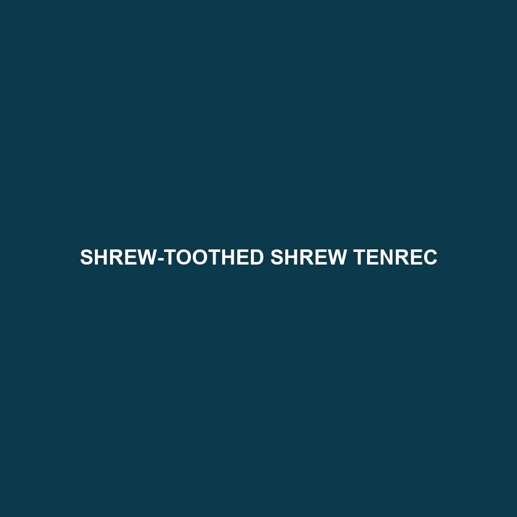 Shrew-toothed Shrew Tenrec