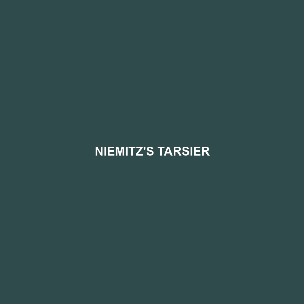 Niemitz's Tarsier