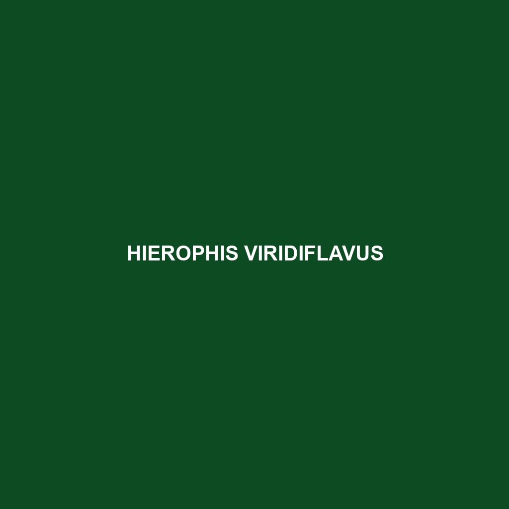 Hierophis viridiflavus