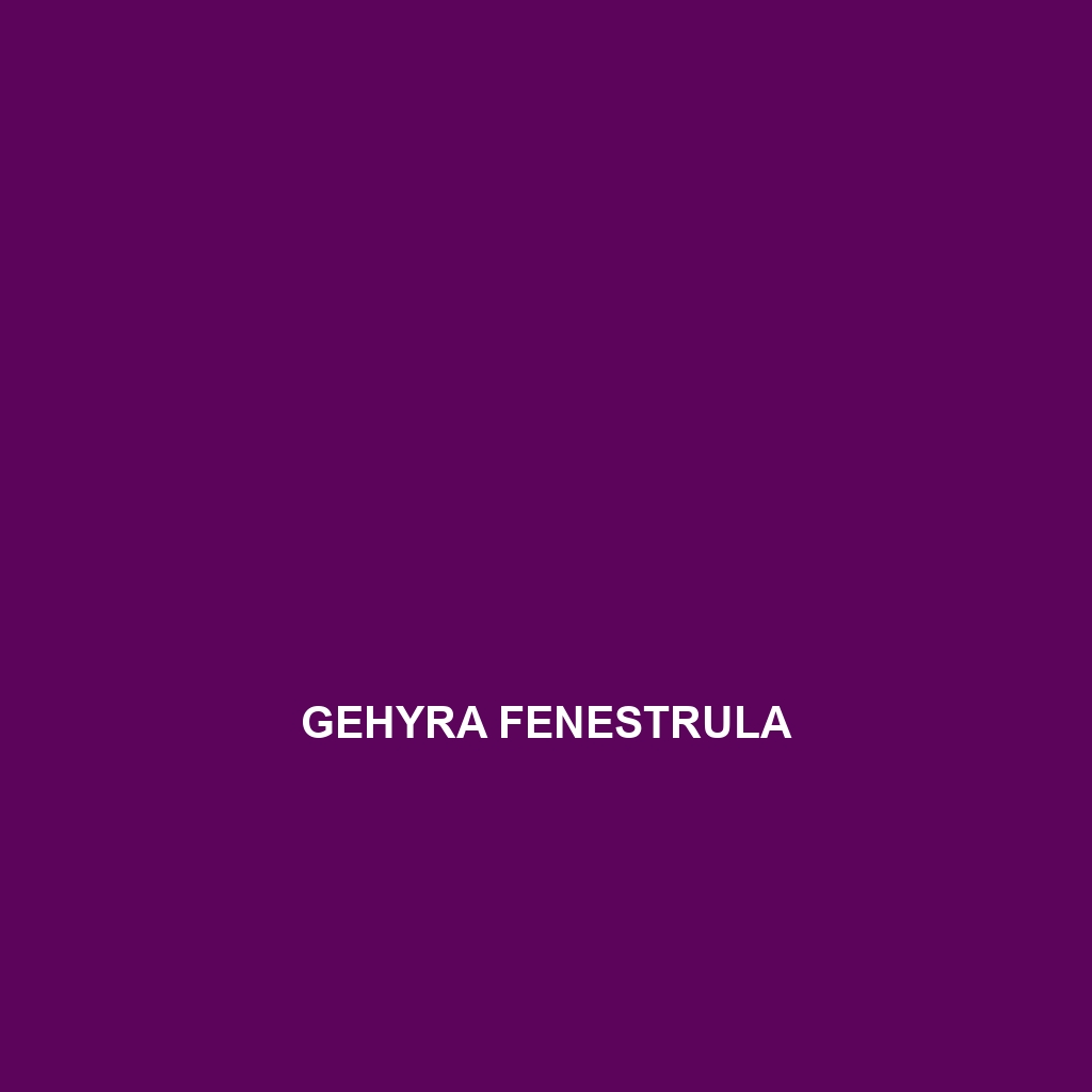 Gehyra fenestrula