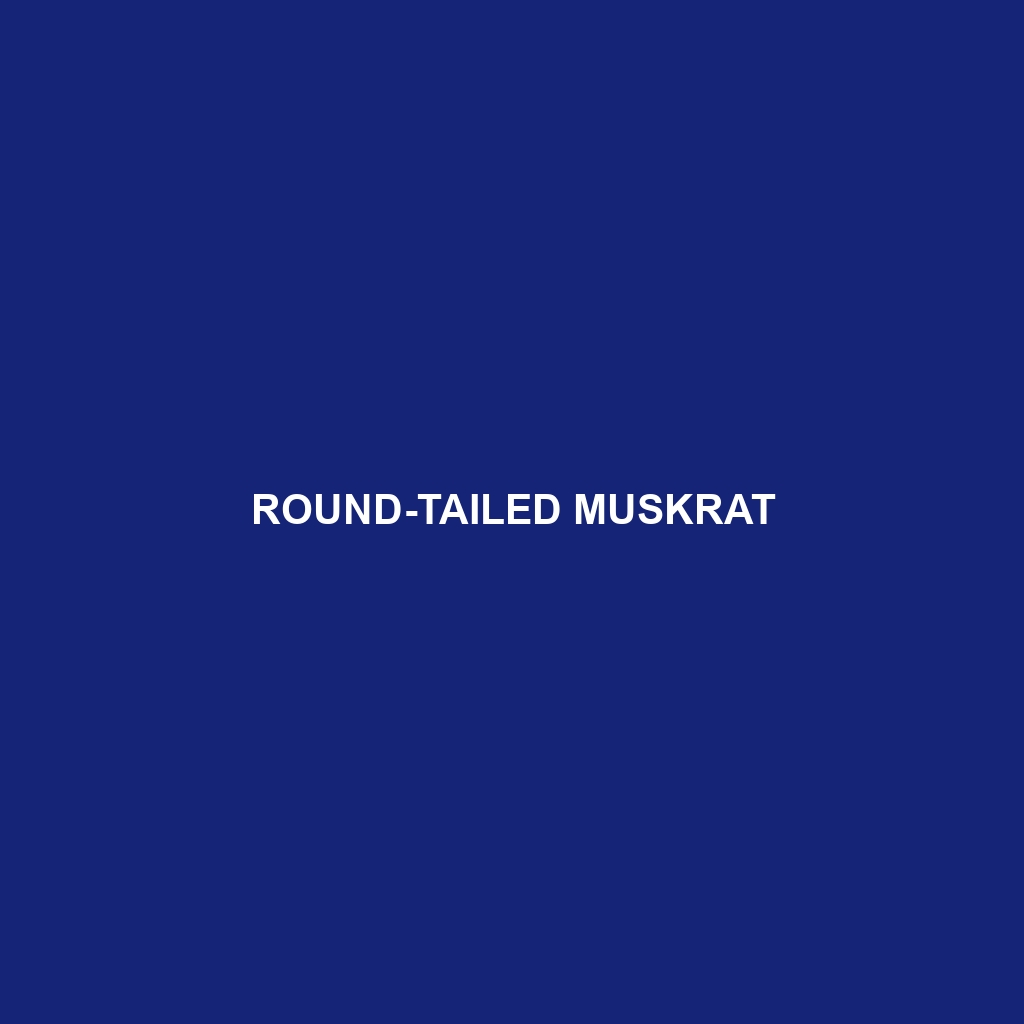 Round-tailed Muskrat