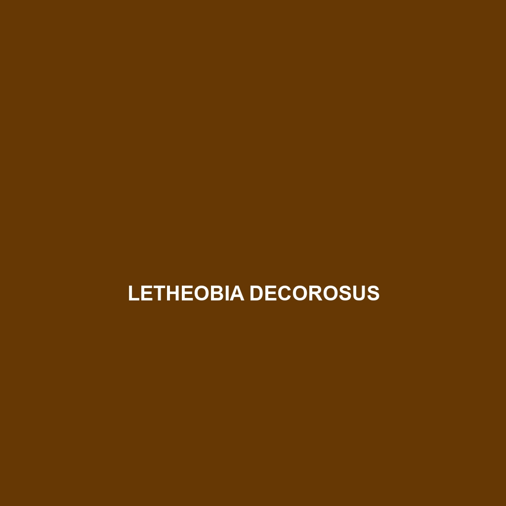 Letheobia decorosus