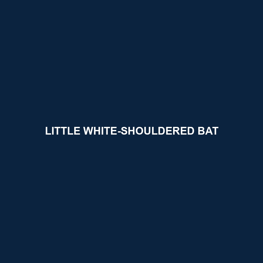 Little White-shouldered Bat