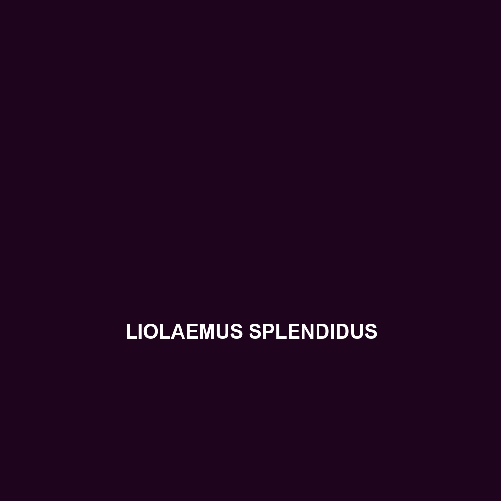 Liolaemus splendidus