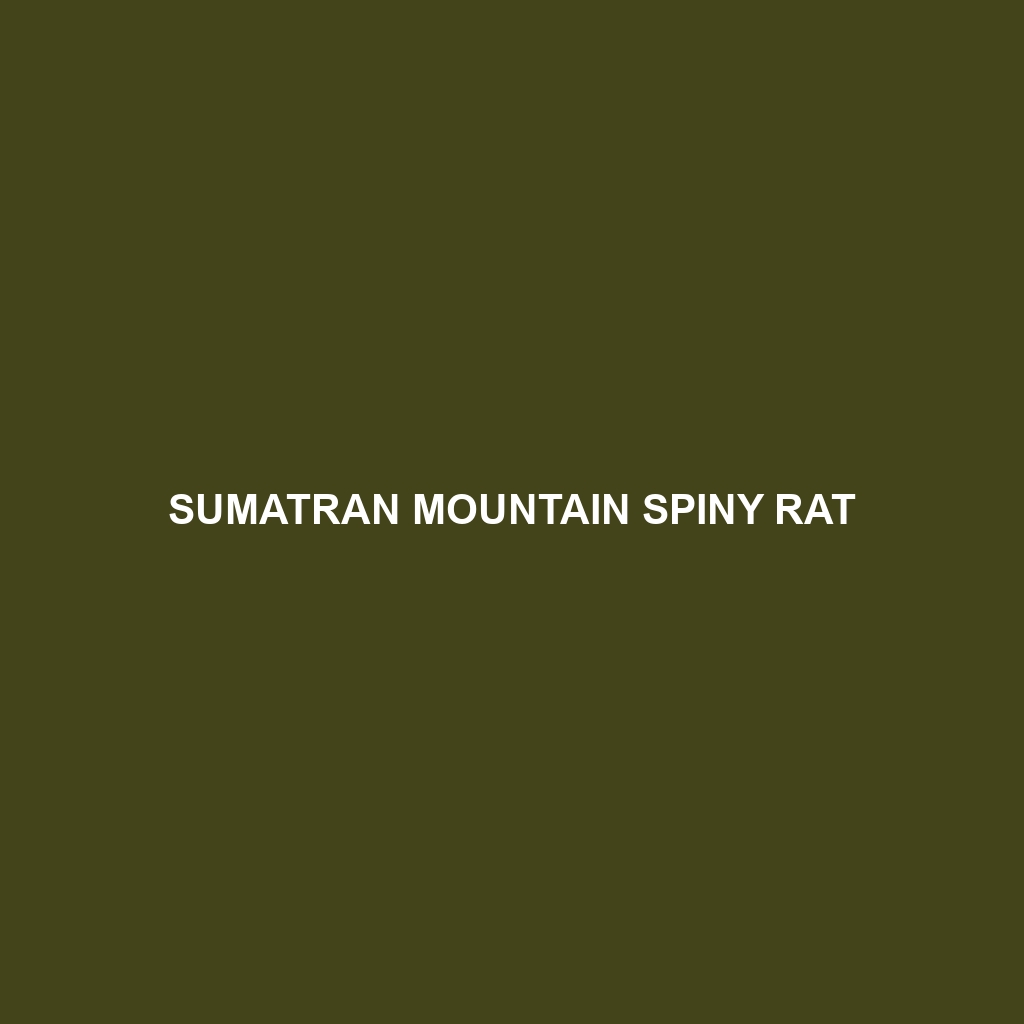 Sumatran Mountain Spiny Rat