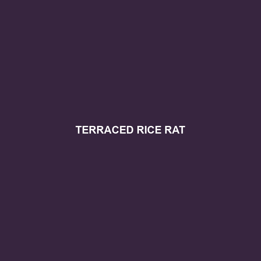 Terraced Rice Rat