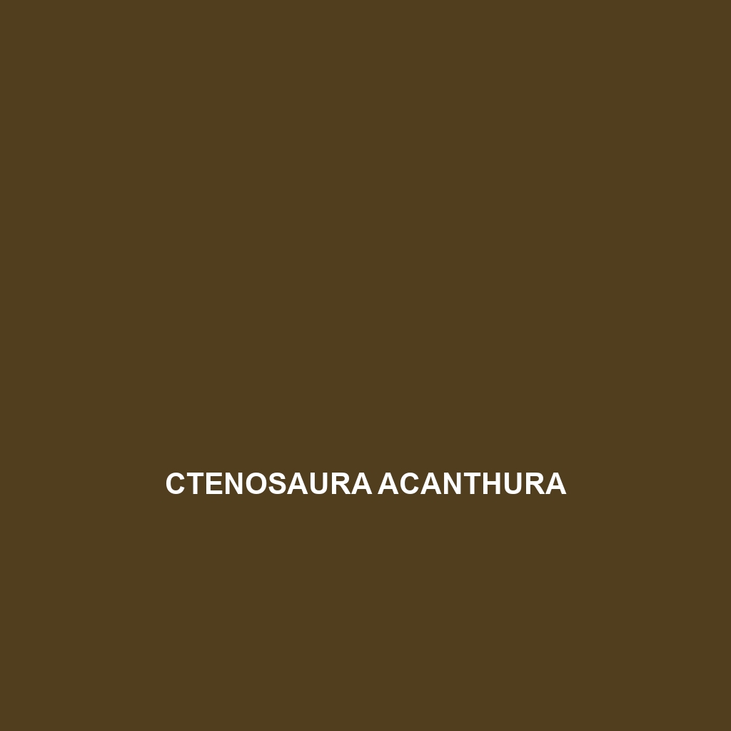 Ctenosaura acanthura