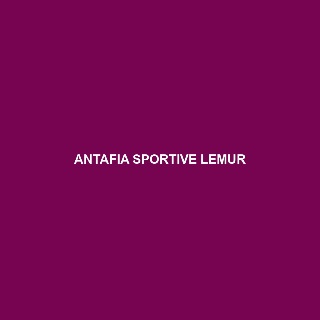 Antafia Sportive Lemur