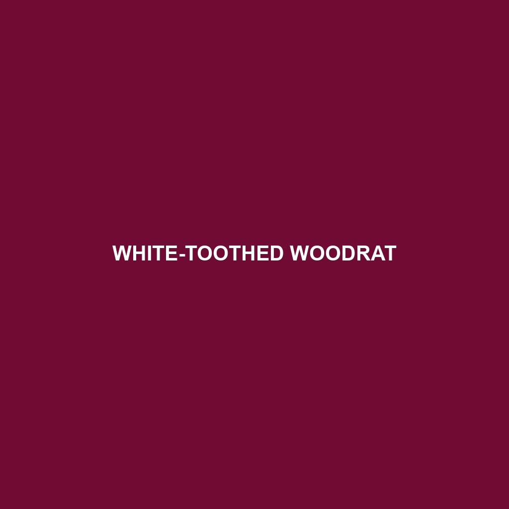 White-toothed Woodrat