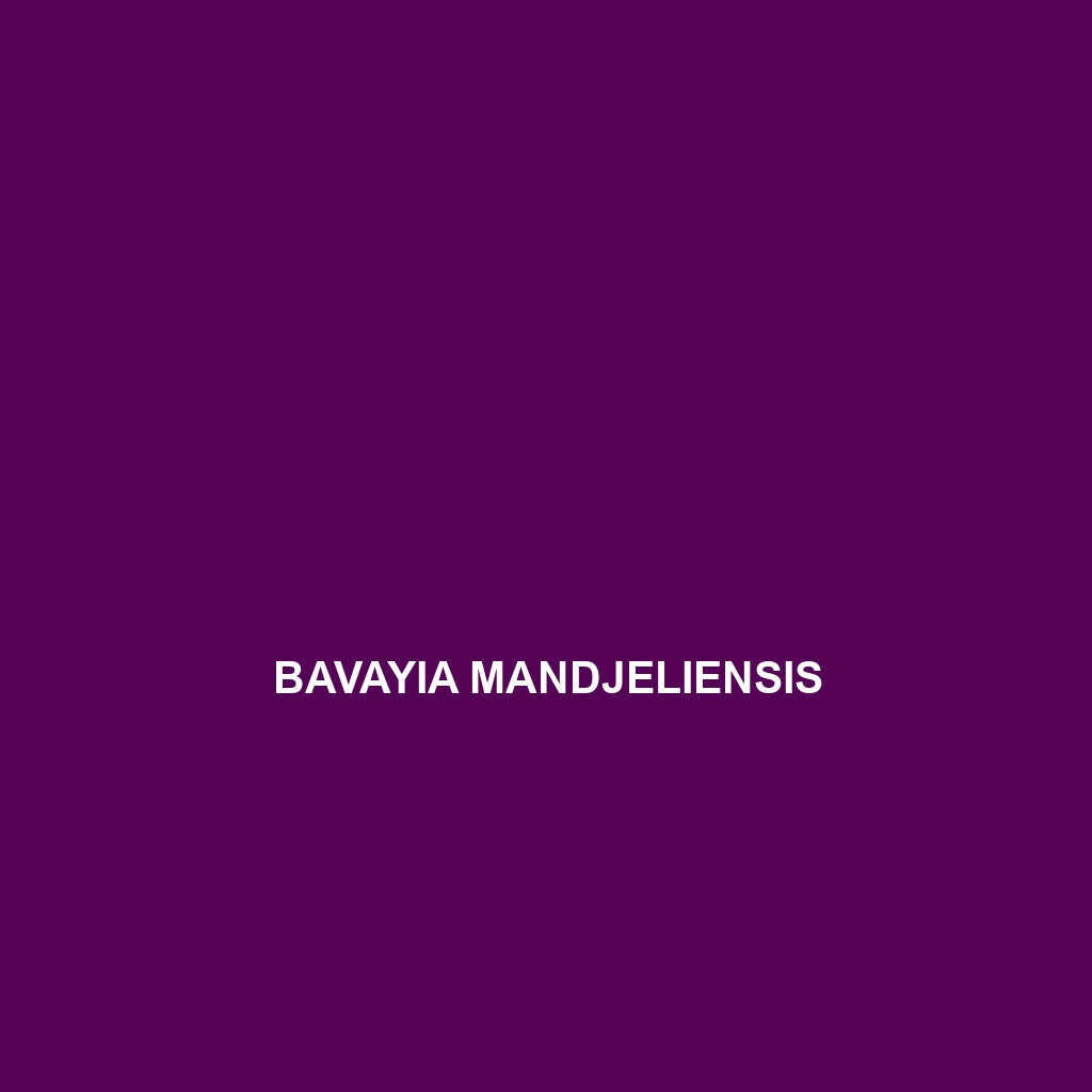 Bavayia mandjeliensis