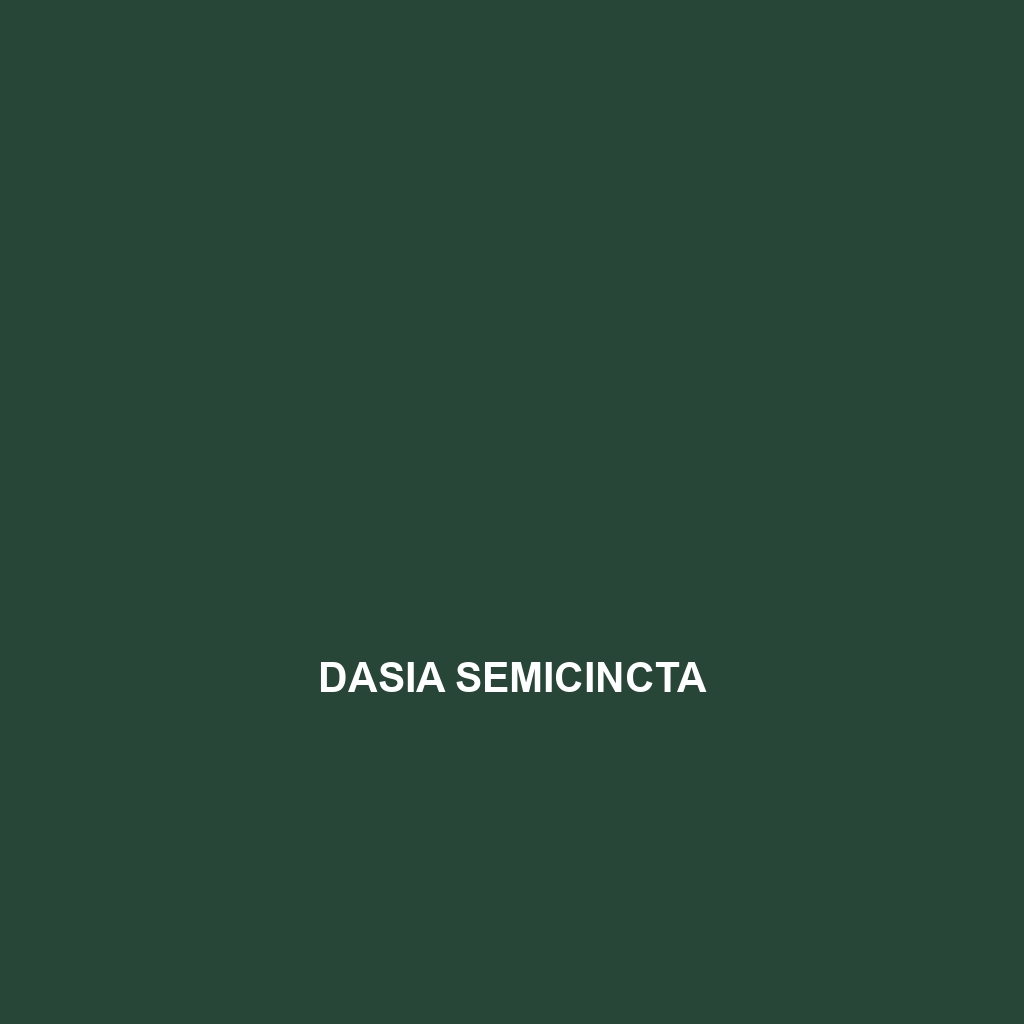 Dasia semicincta