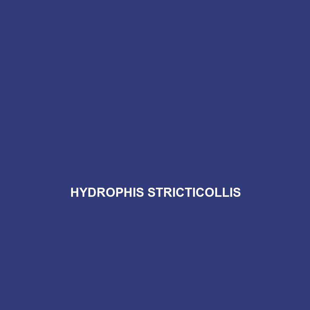 Hydrophis stricticollis