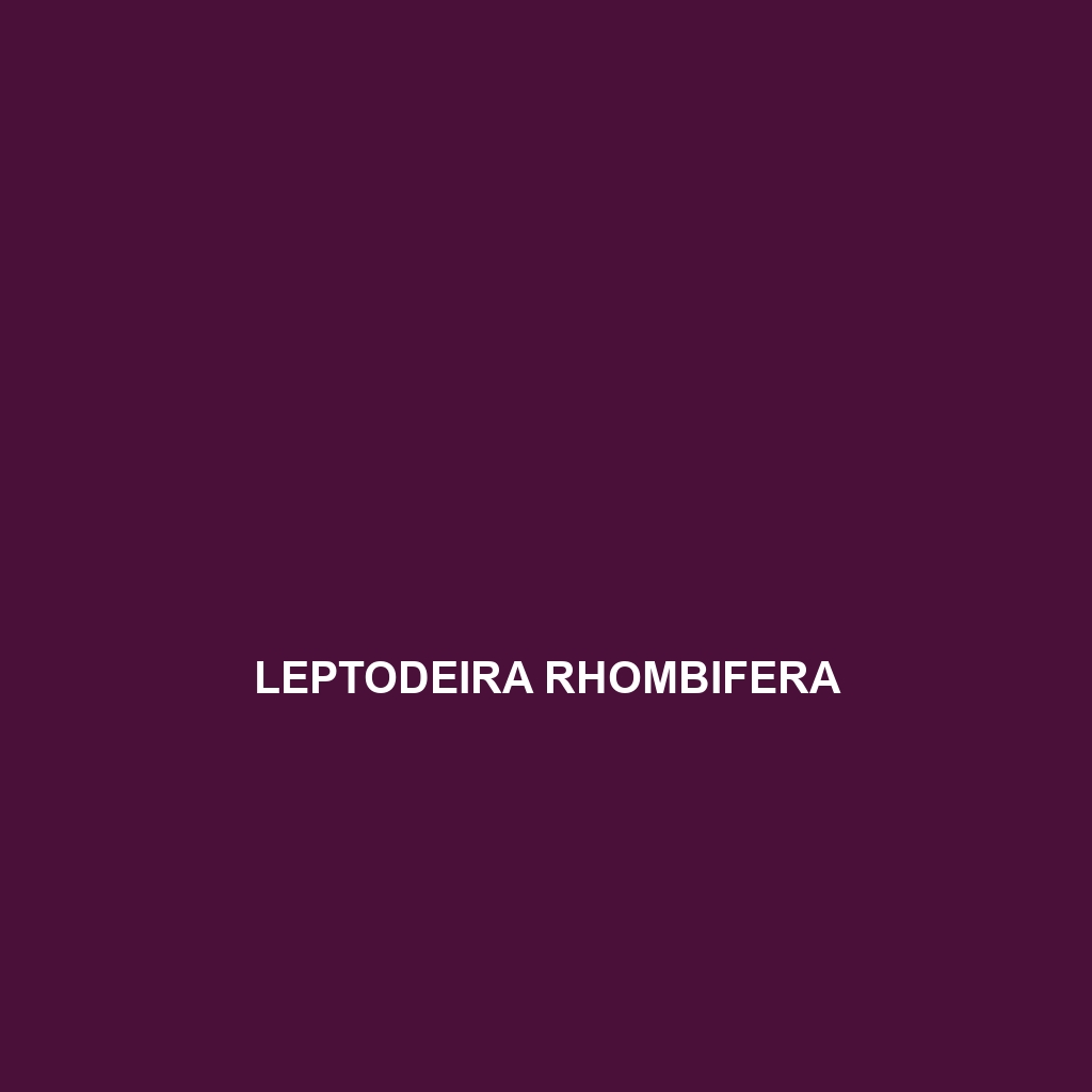 Leptodeira rhombifera