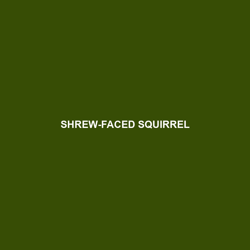 Shrew-faced Squirrel