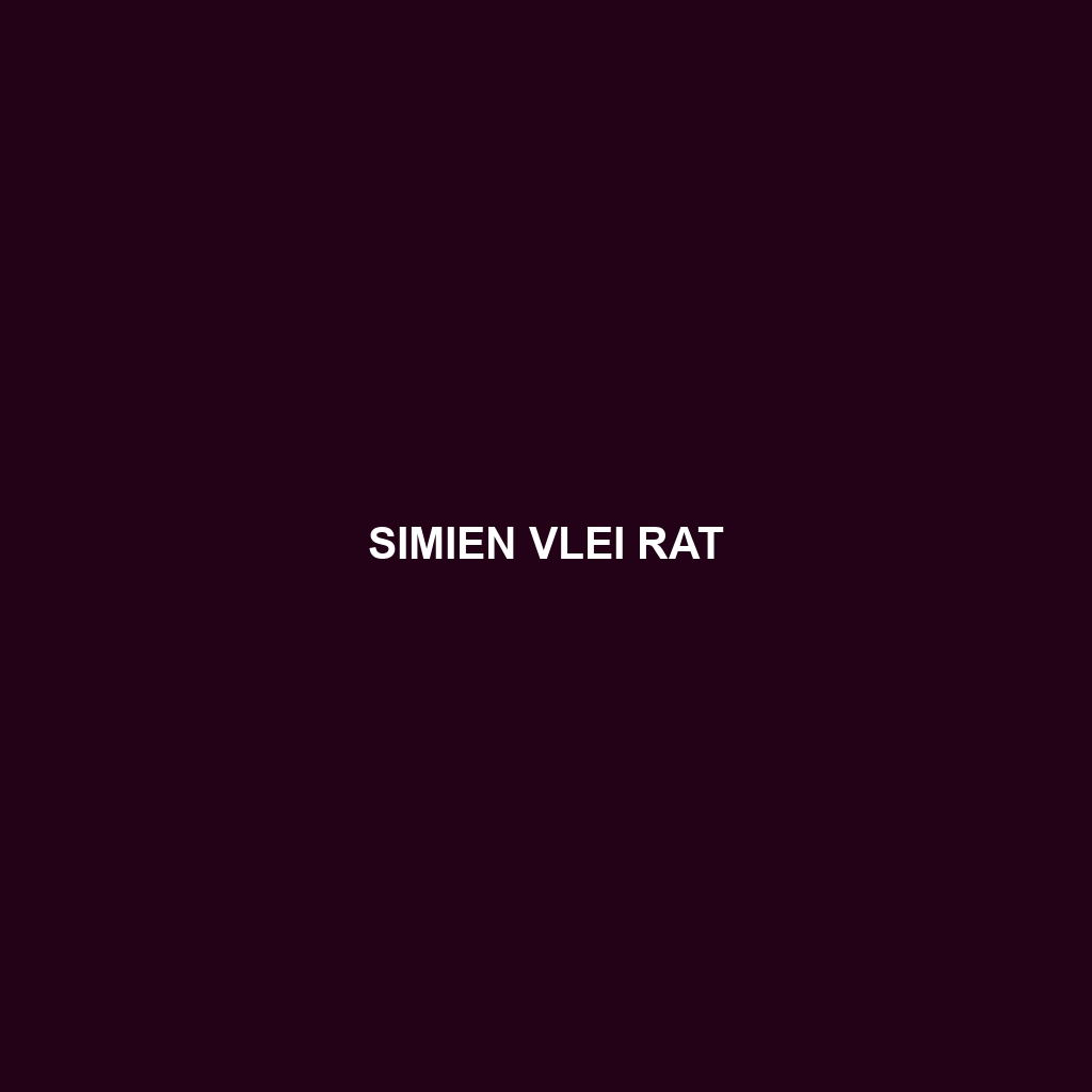 Simien Vlei Rat