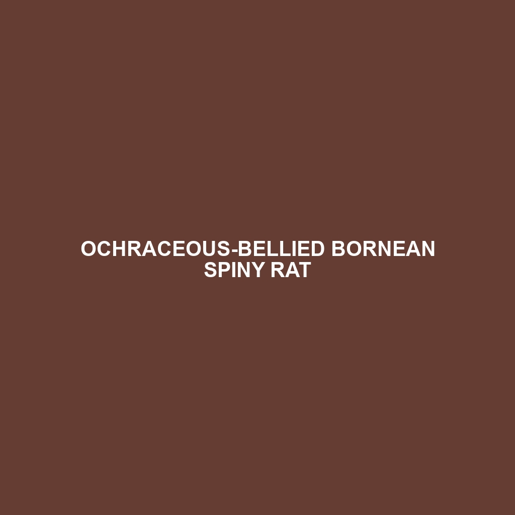 Ochraceous-bellied Bornean Spiny Rat