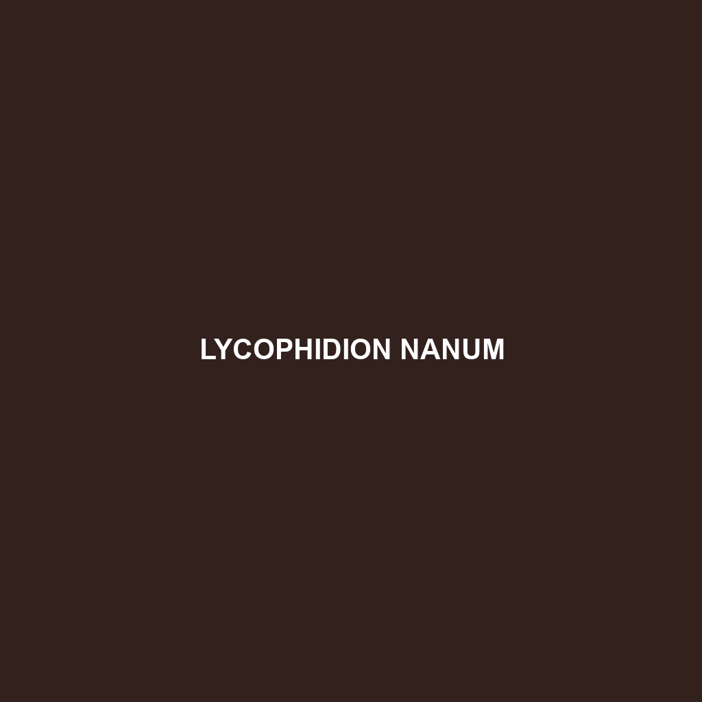 Lycophidion nanum