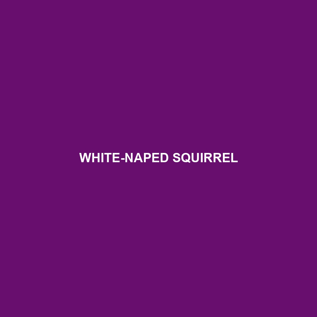 White-naped Squirrel