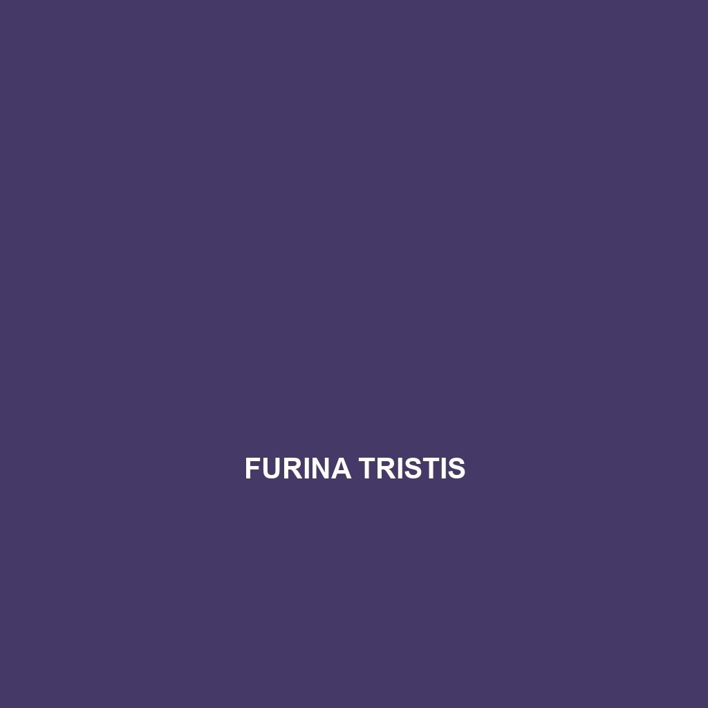 Furina tristis