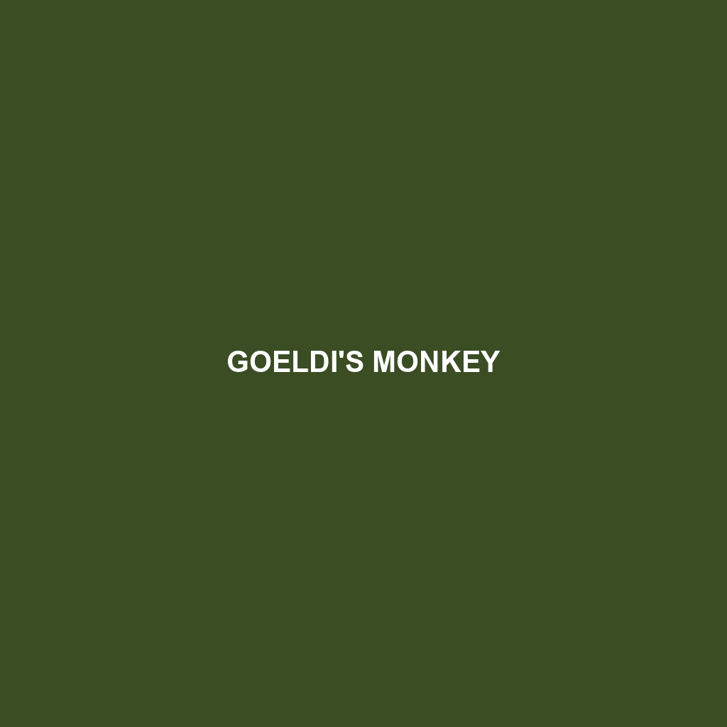 Goeldi's Monkey