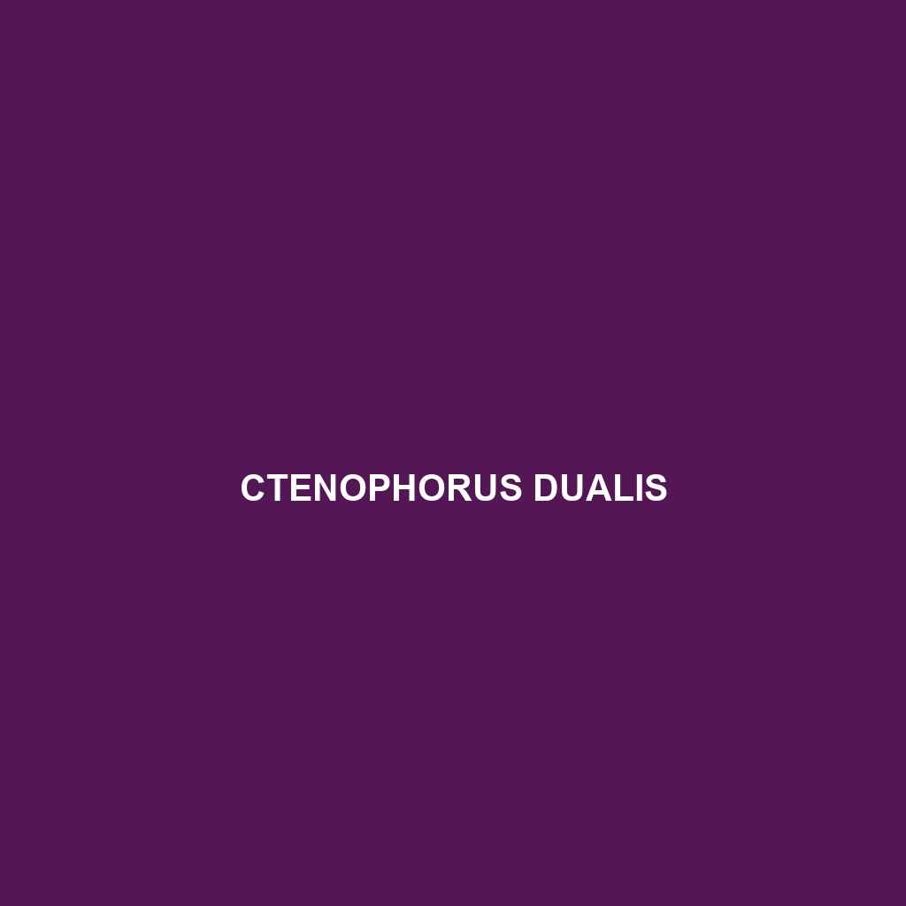 Ctenophorus dualis