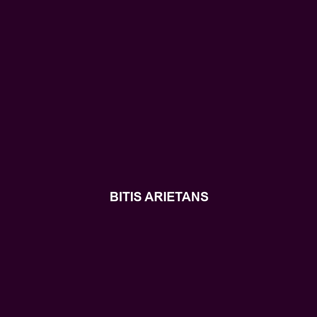 Bitis arietans