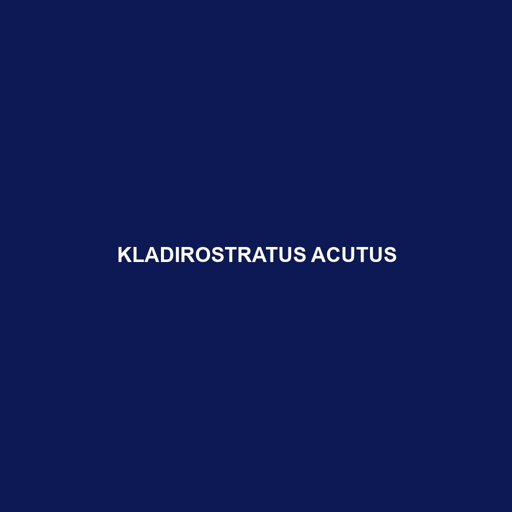 Kladirostratus acutus