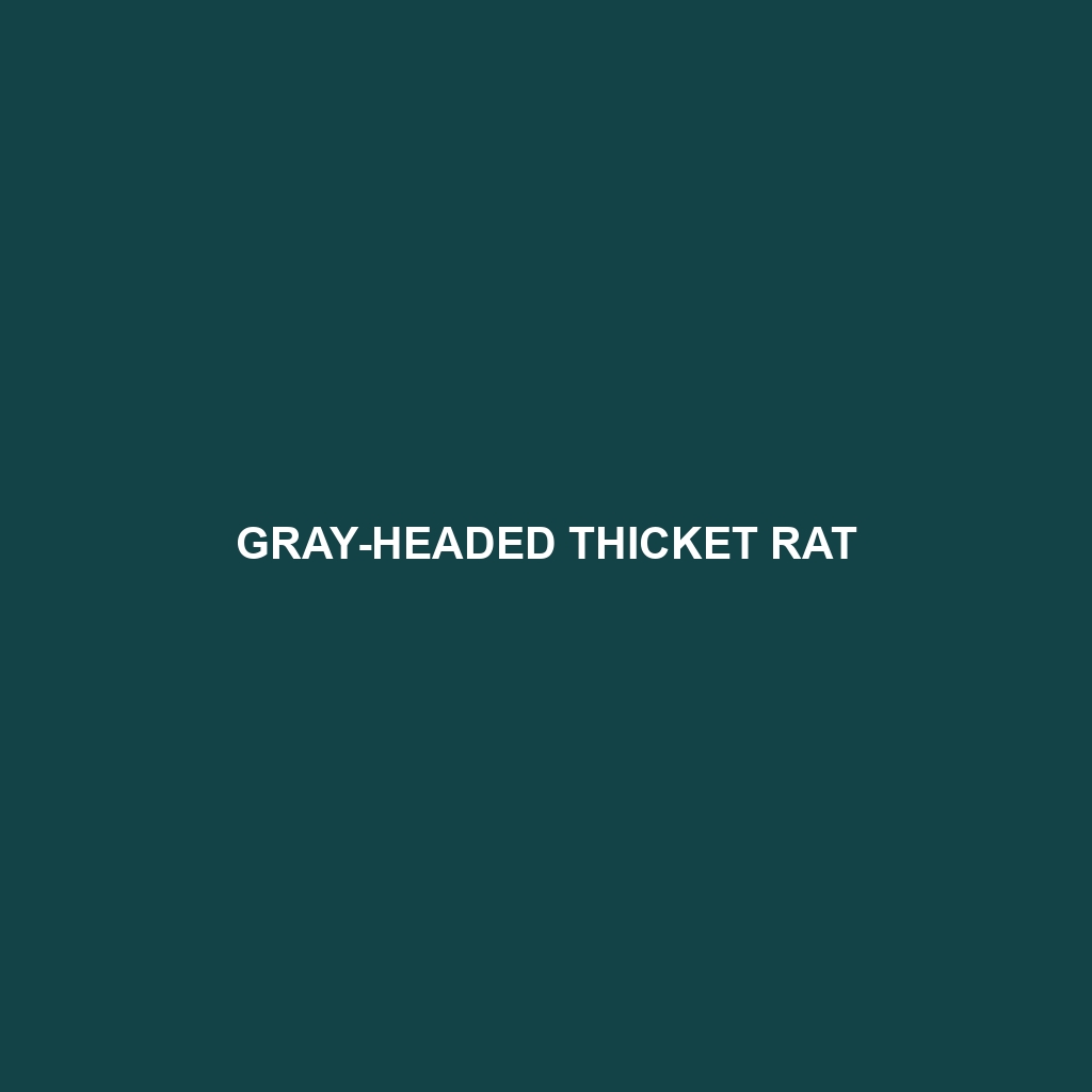 Gray-headed Thicket Rat