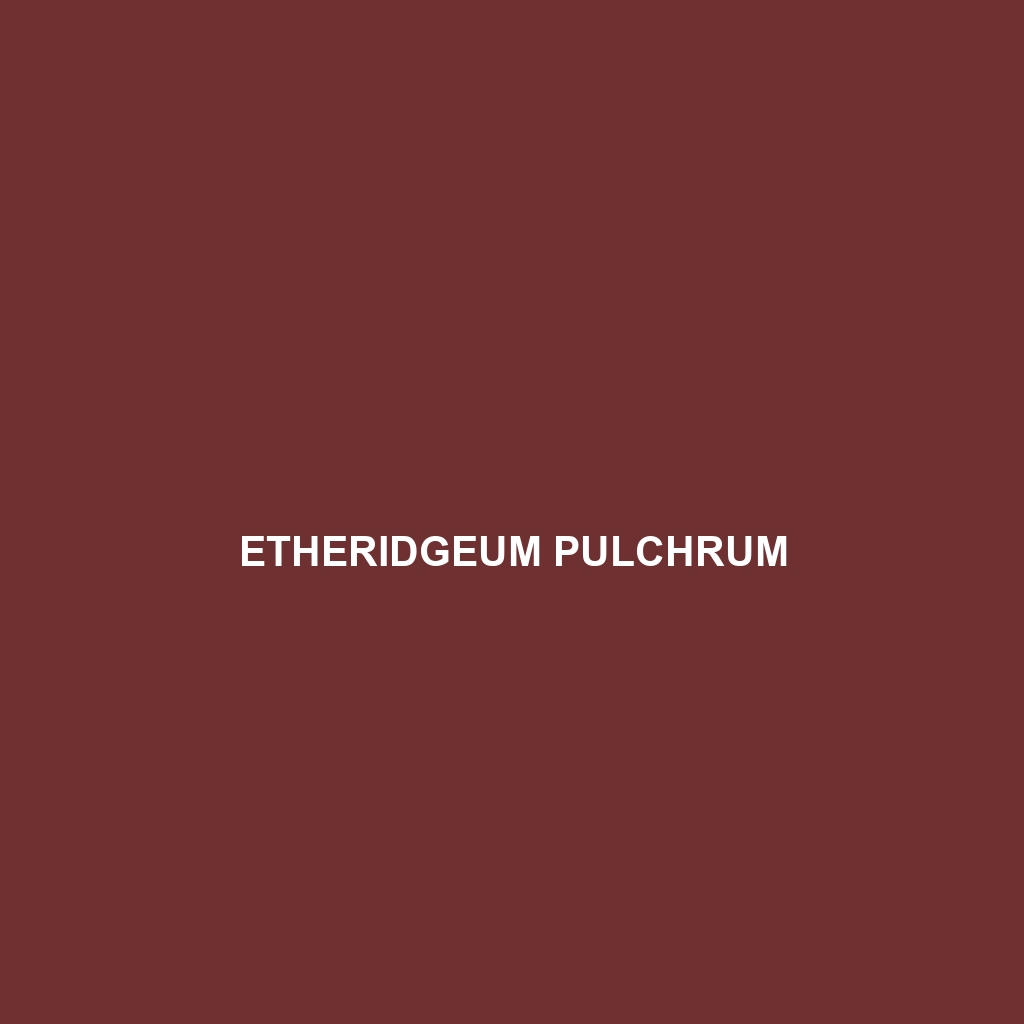 Etheridgeum pulchrum