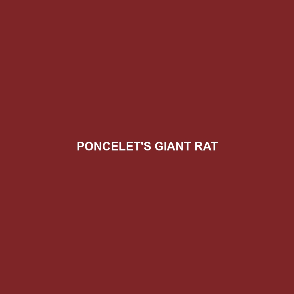 Poncelet's Giant Rat