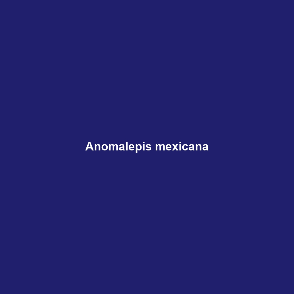 Anomalepis mexicana