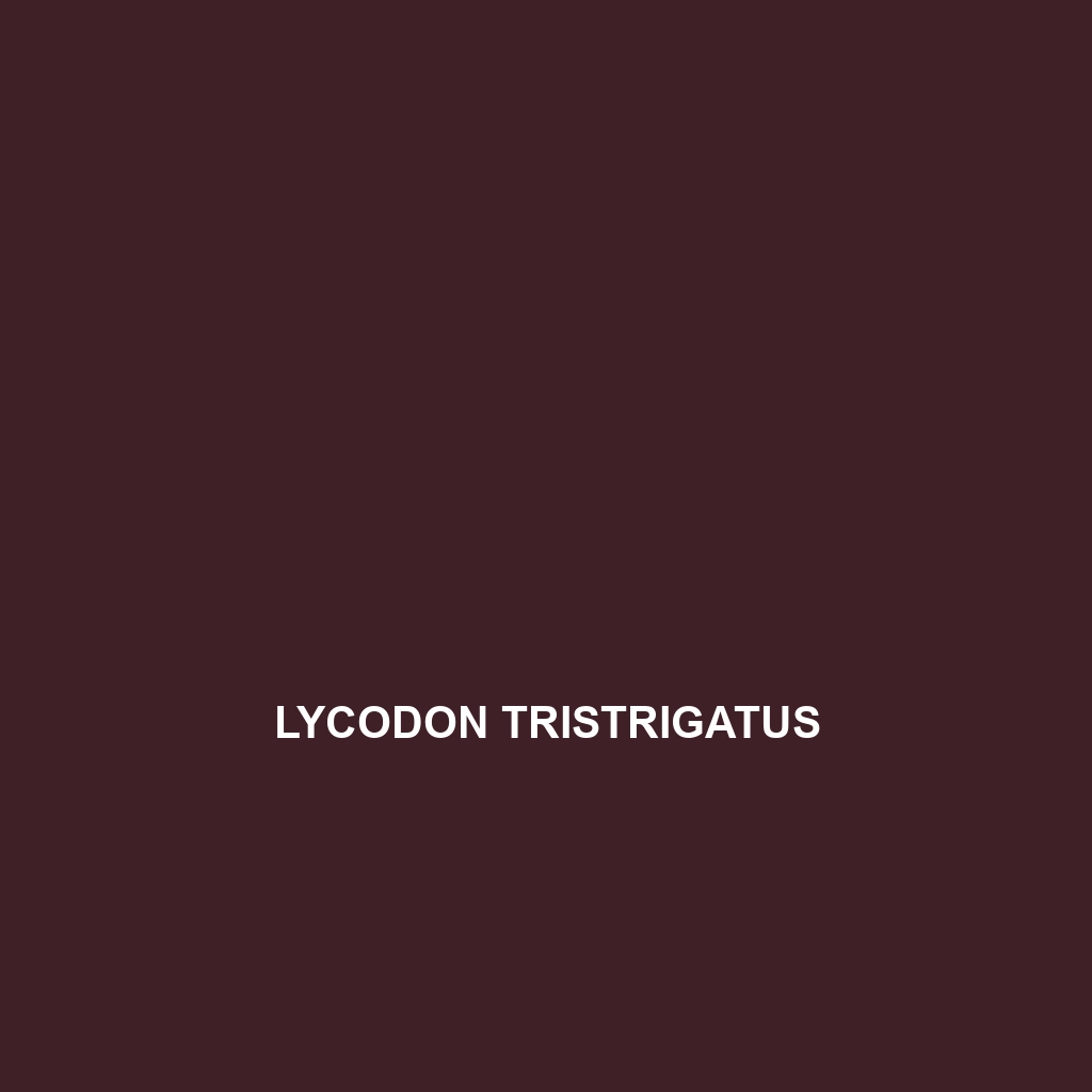 Lycodon tristrigatus