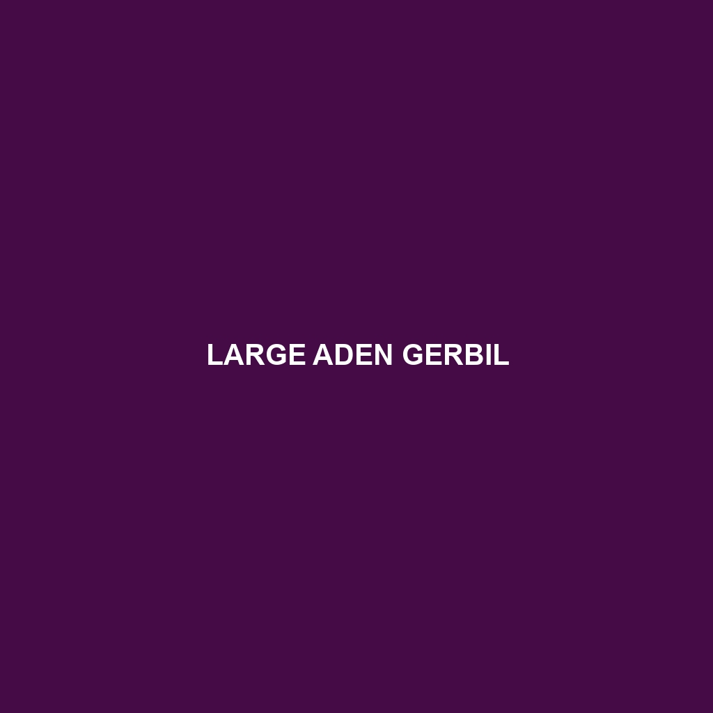 Large Aden Gerbil