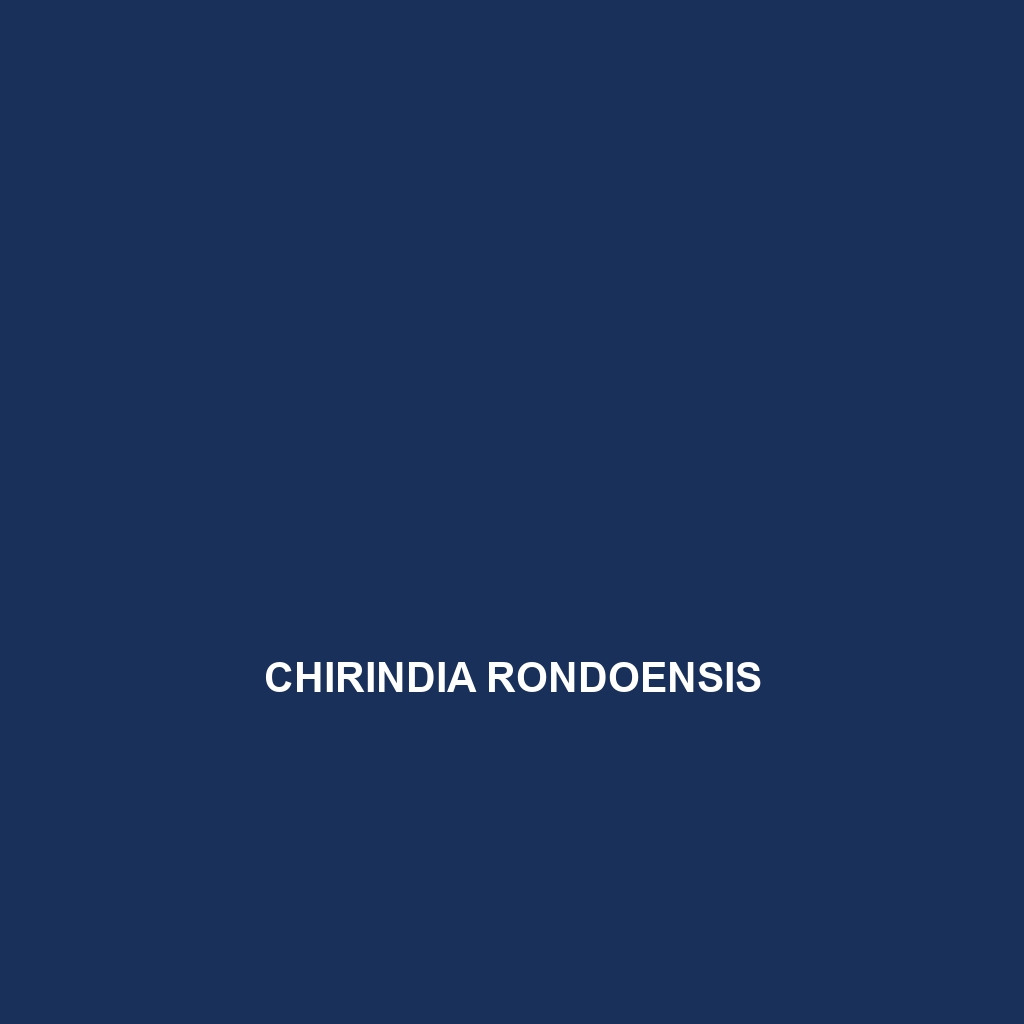 Chirindia rondoensis