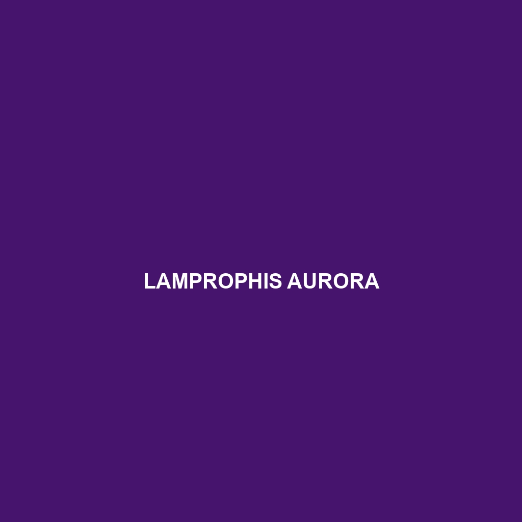 Lamprophis aurora