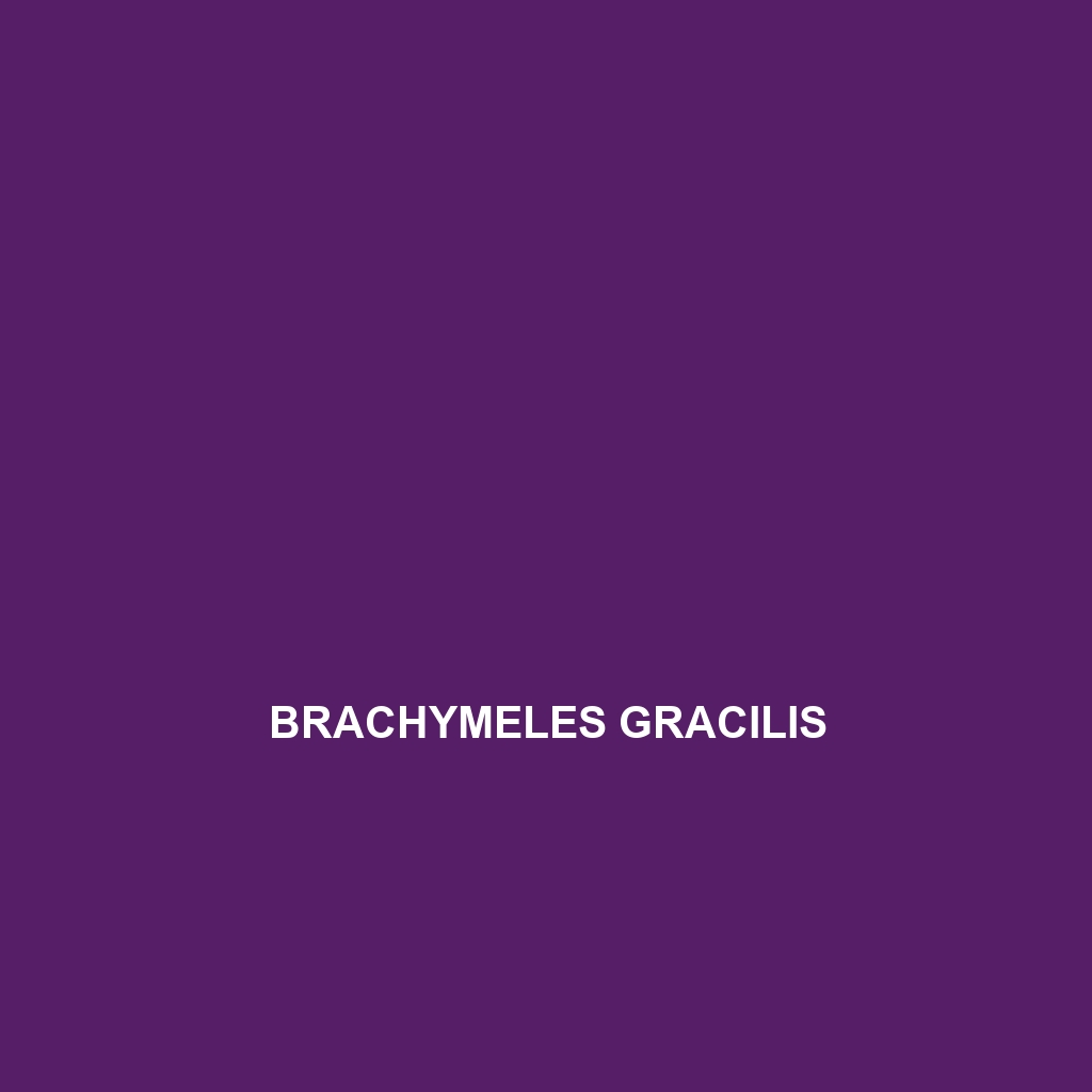 Brachymeles gracilis