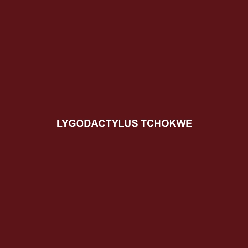 Lygodactylus tchokwe