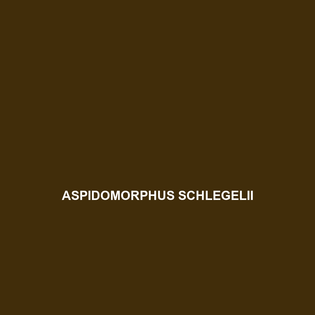 Aspidomorphus schlegelii