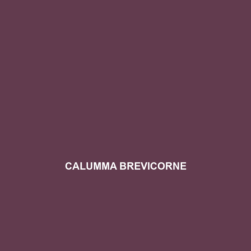 Calumma brevicorne